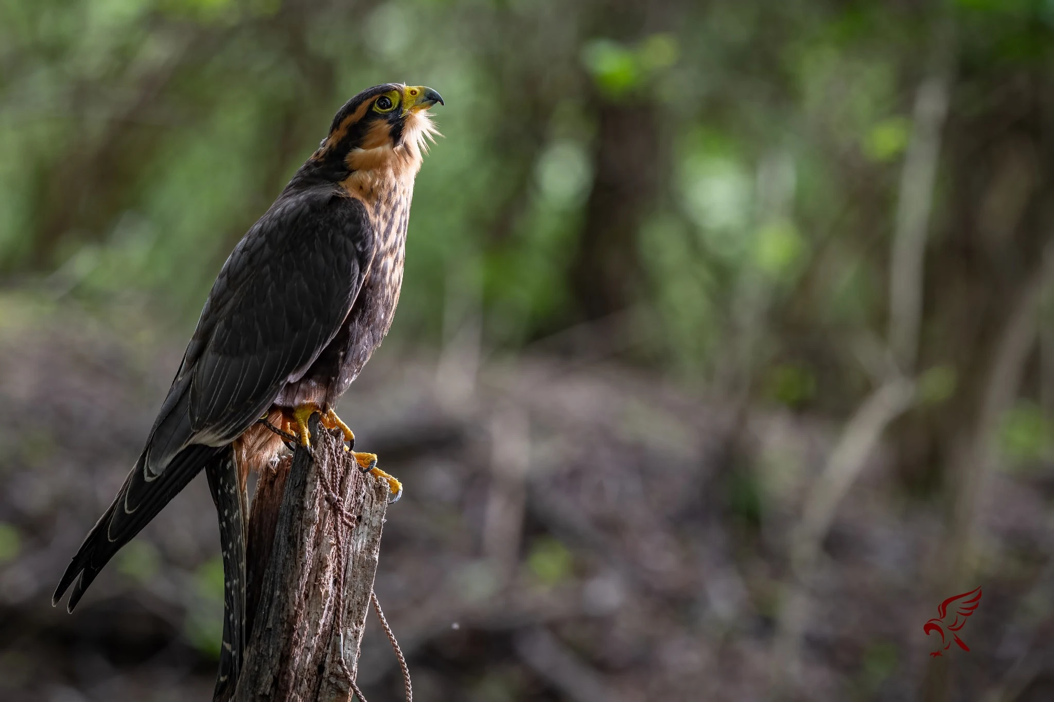 Falcon perched in a natural wooded setting