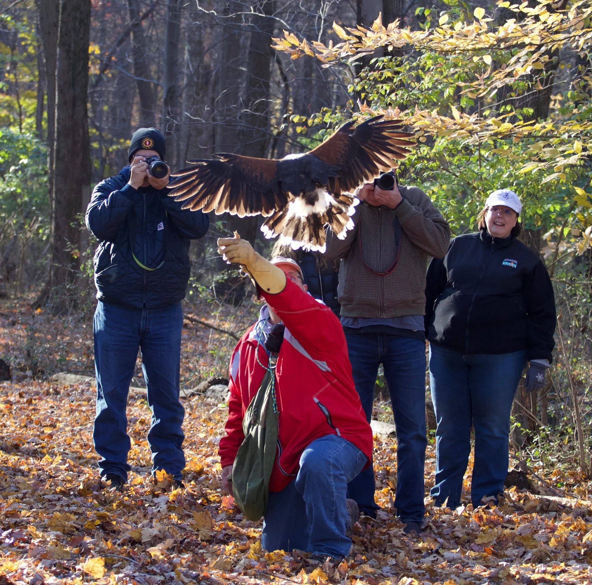 Group watching a hawk fly through autumn woods