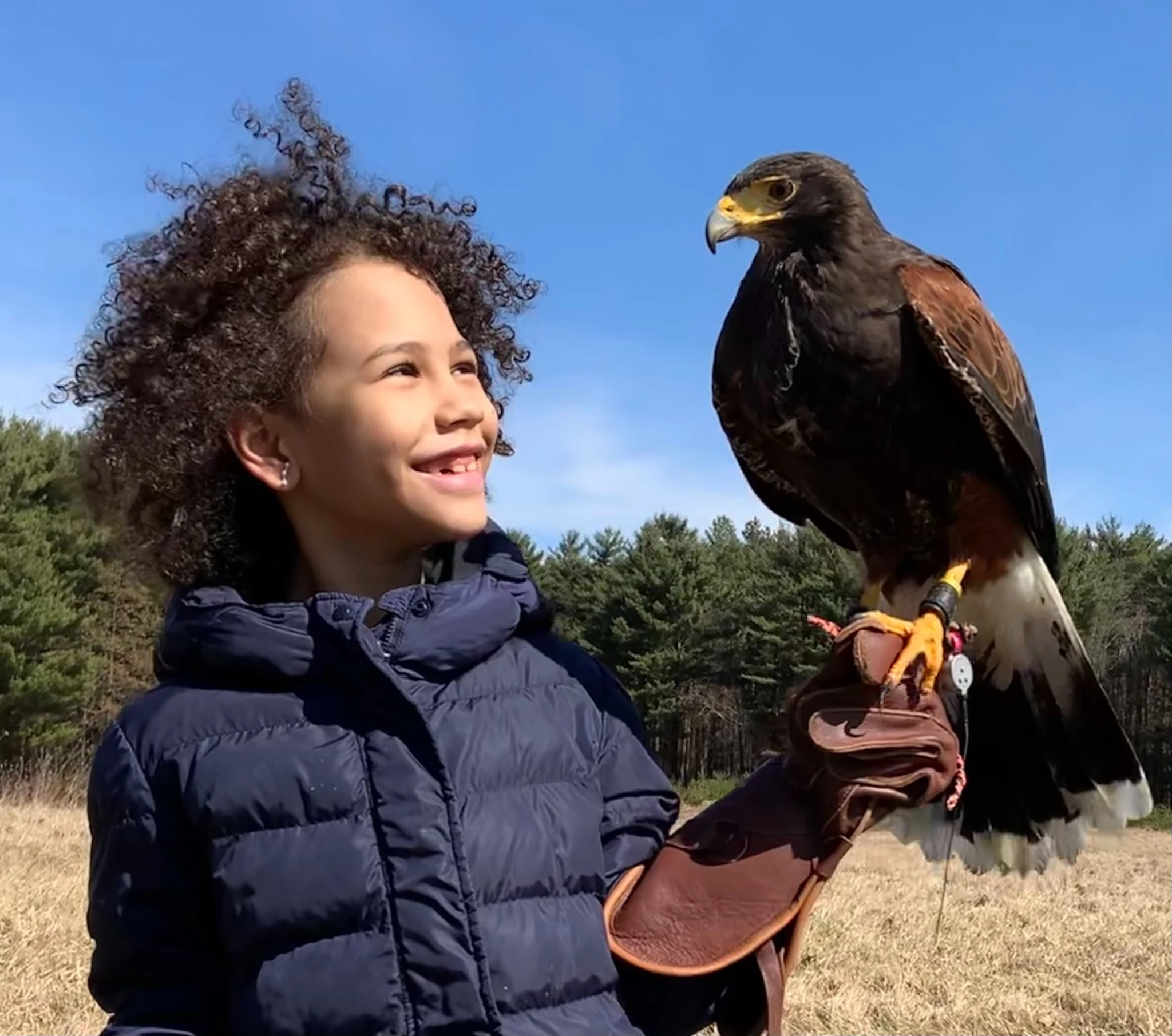 Child smiling at a raptor on a falconry glove