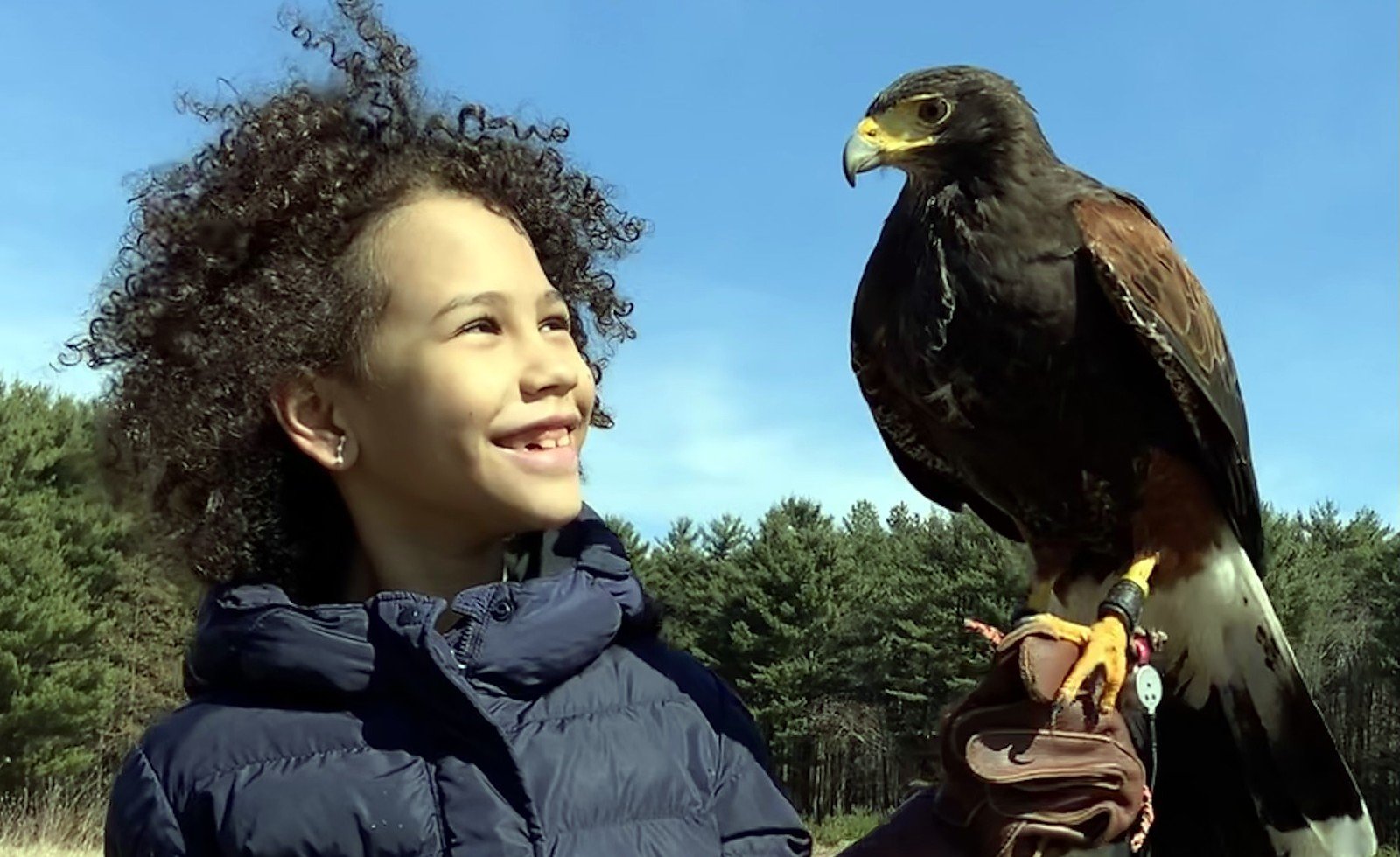 Guest calling a trained hawk to the glove