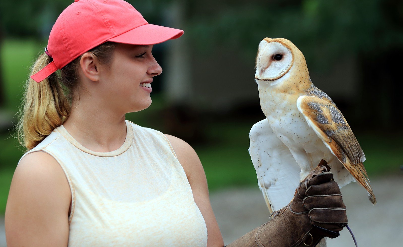 Close portrait of an owl ambassador