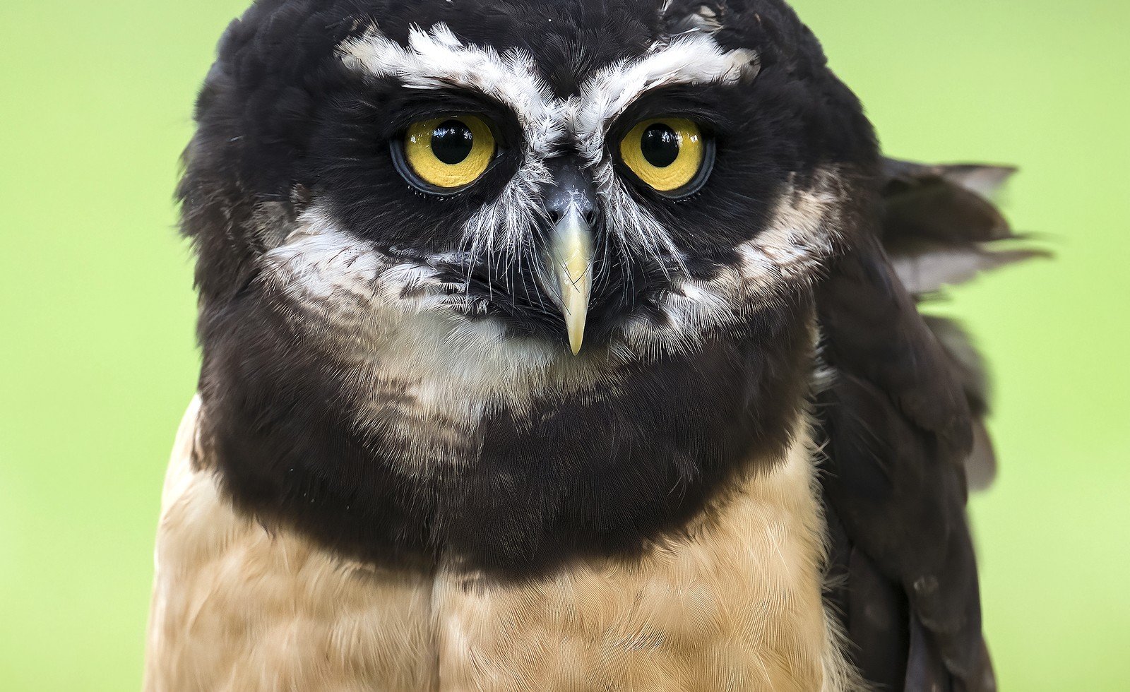 Falcon in flight during a training demonstration