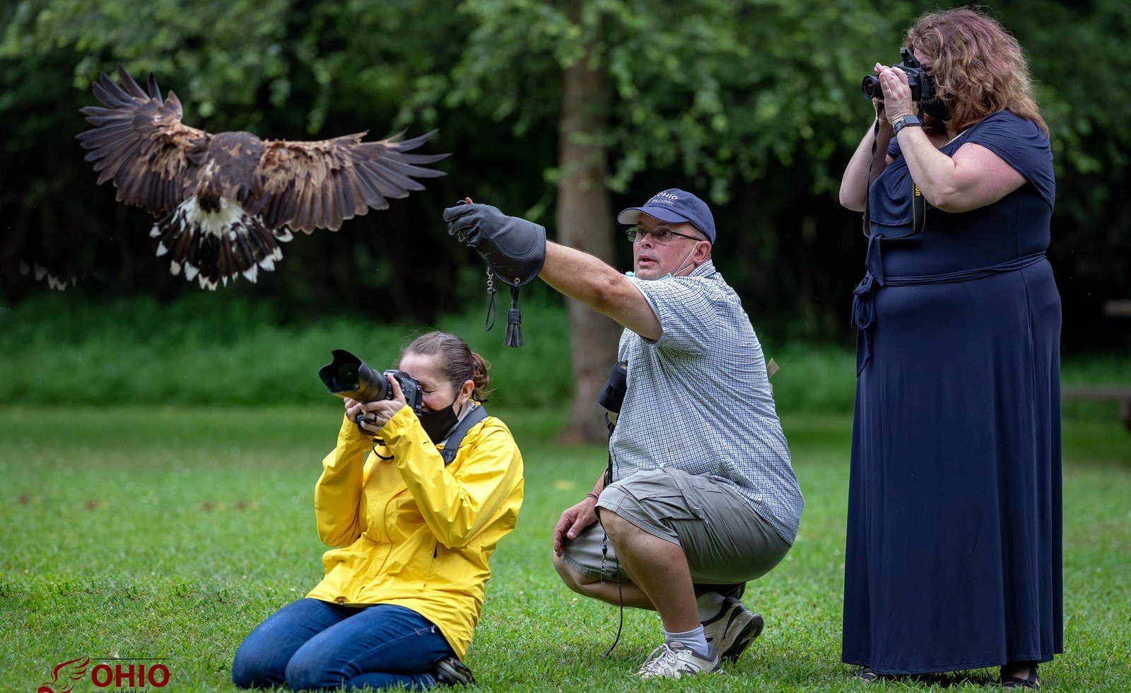 Collage of raptor and wildlife photography subjects