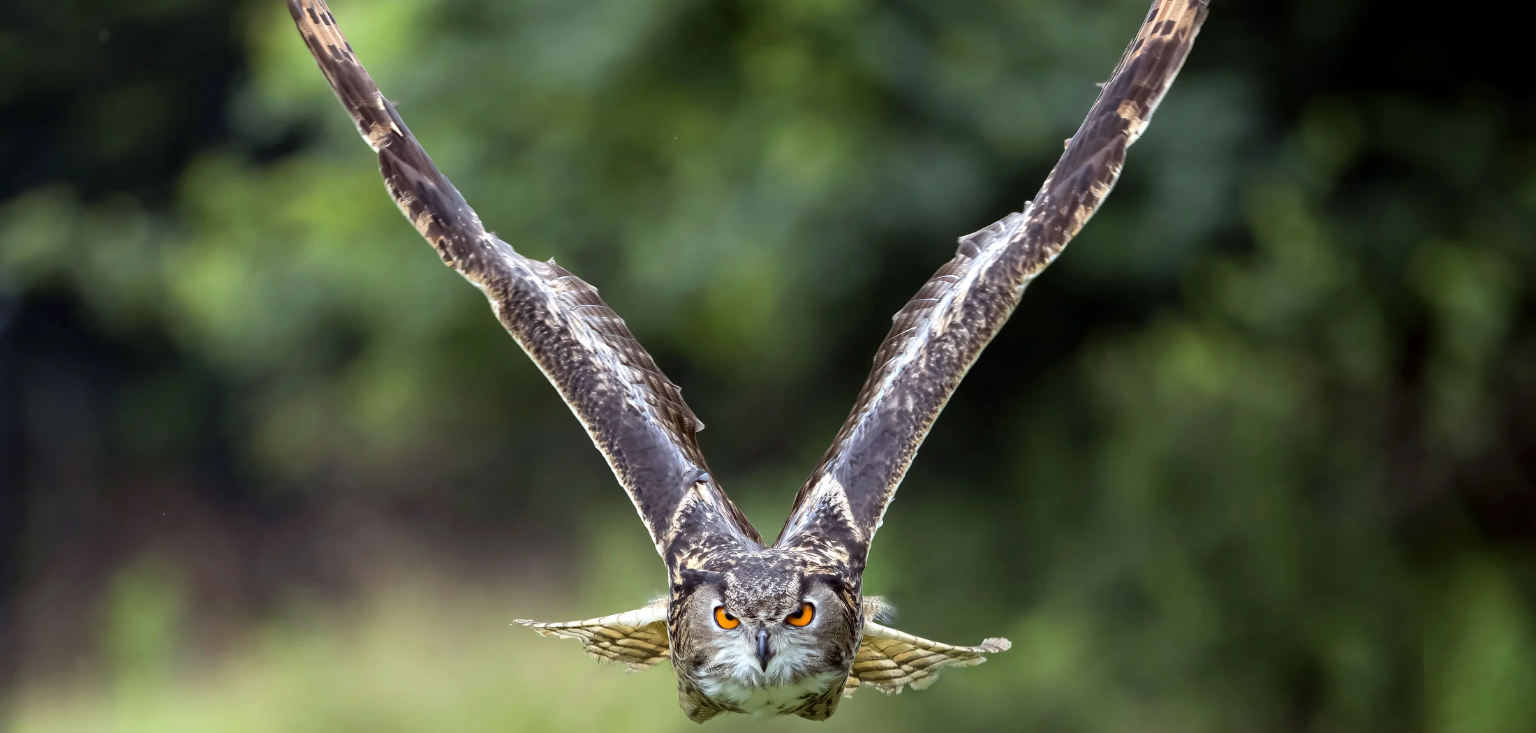 Eagle-owl in flight during a falconry program