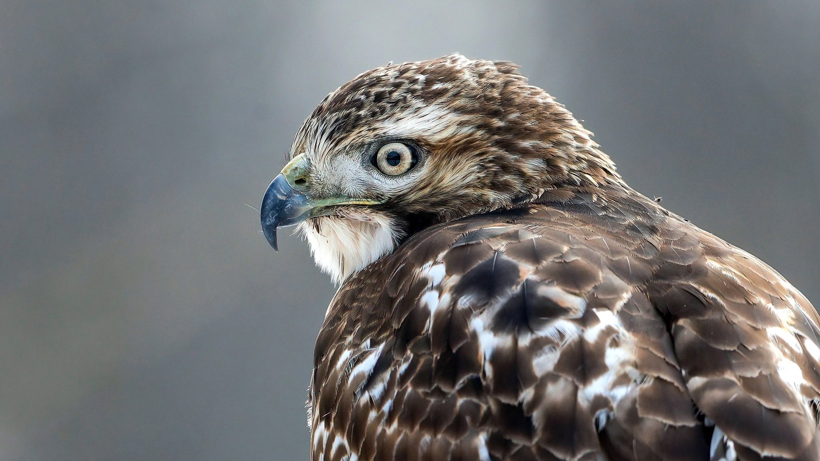 Ohio School of Falconry ambassador raptor portrait