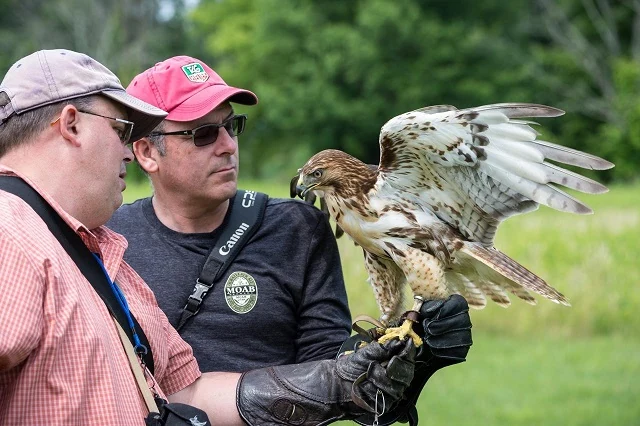 Falconers and guests learning beside a raptor